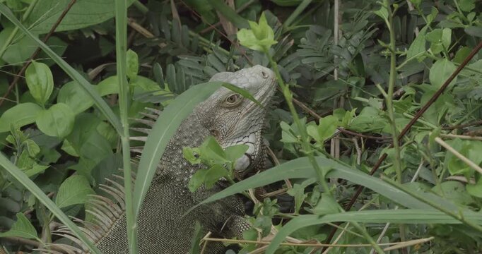 Iguana Among Greenery in Tayrona Colombia