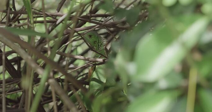 Lizard Hiding Amongst Greenery in Tayrona Colombia