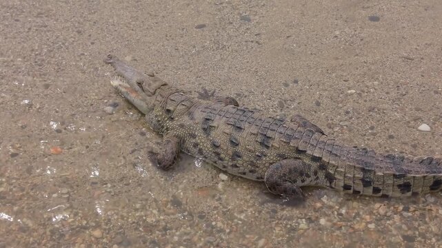 Caiman Aguja in Tayrona Colombia by the Shore