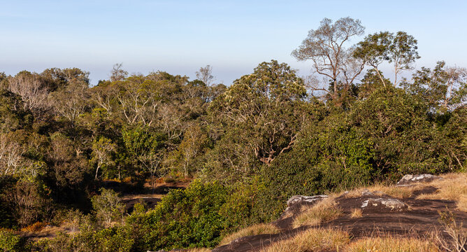 Phu Hin Rong Kla National Park landscape. Rocky terrain with scattered trees. Lan Hin Pum stone field in Thailand. Dense forest under clear sky.