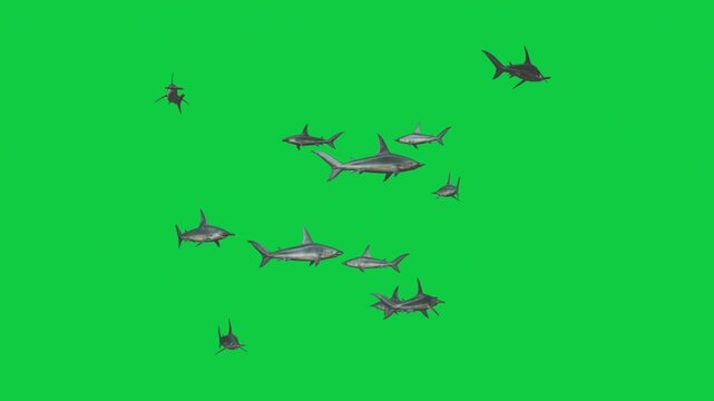 3 Hammerhead Shark School Circling Loop Animation &ndash; Horizon, Oblique, Overhead Underbelly Silhouette &ndash; Green Screen Overlay