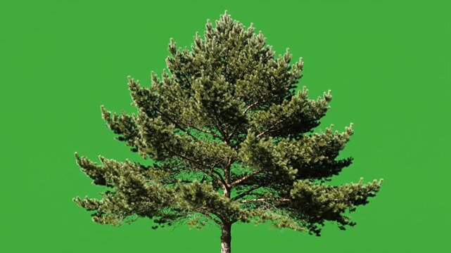 Isolated evergreen pine tree against a vibrant chromakey background, perfect for seamless digital compositing, video editing, and graphic design, adding natural beauty to projects