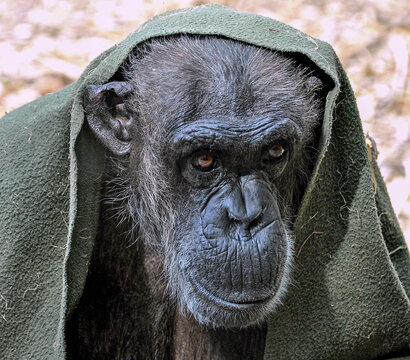 Chimpanzee