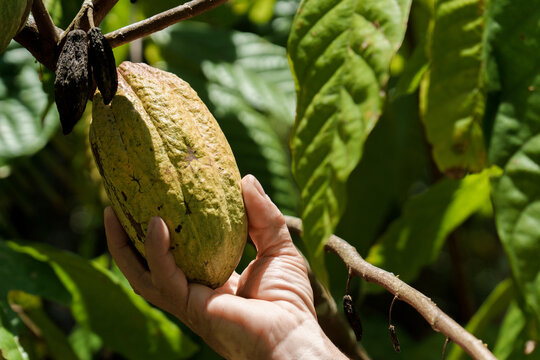 Hand harvesting cocoa pod from cacao tree