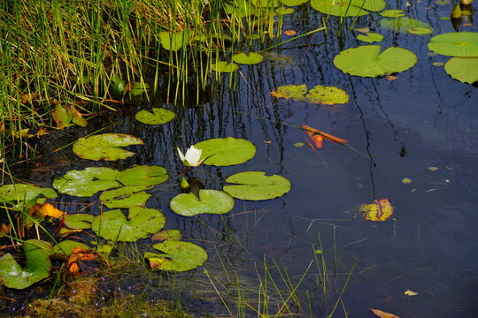 Landscape of Lake Rogers Park in Odessa, Florida, close to Tampa
