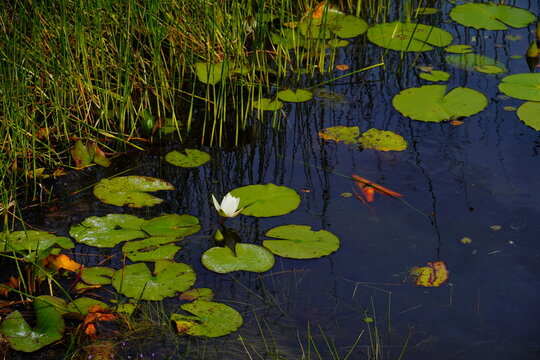 Landscape of Lake Rogers Park in Odessa, Florida, close to Tampa