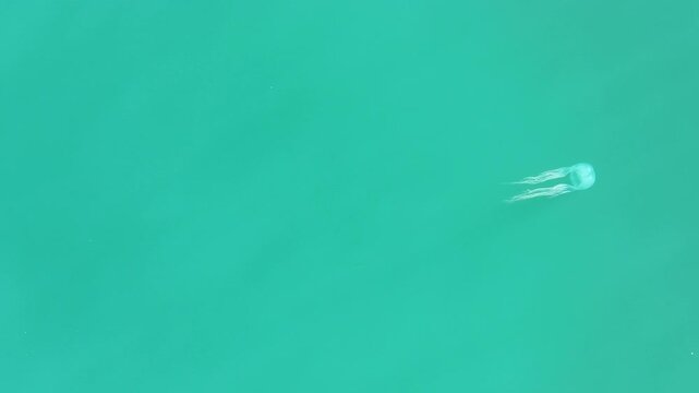 Box Jellyfish dangerous wild animal swimming Australia large