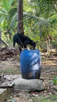 Vertical video of a stray dog feeding from a household garbage bin in a rural tropical setting. Concept of survival, poverty, animal welfare, food waste, and urban environmental issues. Real-life cand