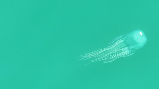 Box Jellyfish dangerous wild animal swimming Australia large
