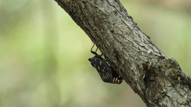 Exotic Lanternfly Planthopper Clinging to Tree Bark in Tropical Forest