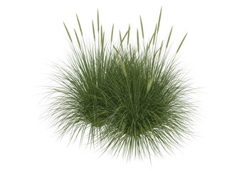 Obraz premium A close-up view of a dense cluster of green grass-like vegetation