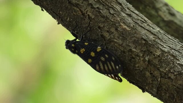 Exotic Lanternfly Planthopper Resting on Tree Bark in Tropical Forest