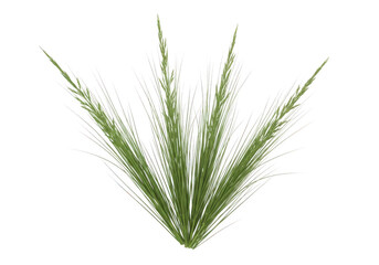 Fototapeta premium A delicate cluster of dried lavender sprigs showcasing intricate botanical details