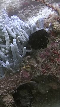 See a unique black painted frogfish patiently waiting for its next meal. The camouflaged frogfish sits still amongst vibrant sponges off the coast of Sipadan Island. Underwater, Indonesia.