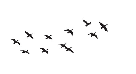 Fototapeta premium Flying birds vector illustration of a flock in formation on white background