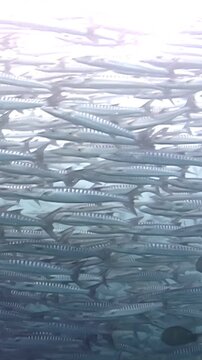 Witness a mesmerizing display of nature as a massive school of barracuda swirls and moves in unison. Captured in the beautiful, clear waters of Sipadan Island, Indonesia.