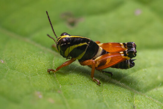 Centurio Grasshopper, Taeniopoda centurio, in montane cloud forest of Northern Puebla in Mexico
