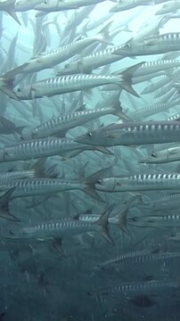 Witness a mesmerizing aggregation of barracuda near Sipadan Island. This massive school of fish creates a swirling, living structure beneath the waves of Indonesia's vibrant waters.