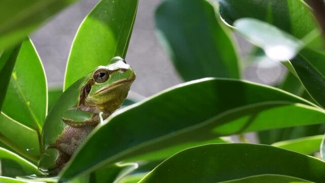 草の上にいるアマガエルの4K動画