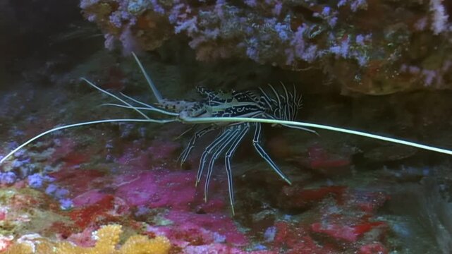 In the deep blue sea, a Spiny Lobster finds a colorful coral reef to hide in during the day. The marine animal stays still among the plants under the water.