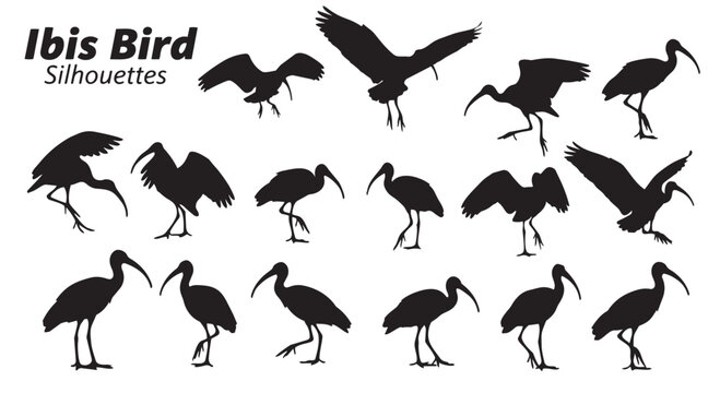 Ibis bird silhouettes collection with various poses and movements vector graphic illustration