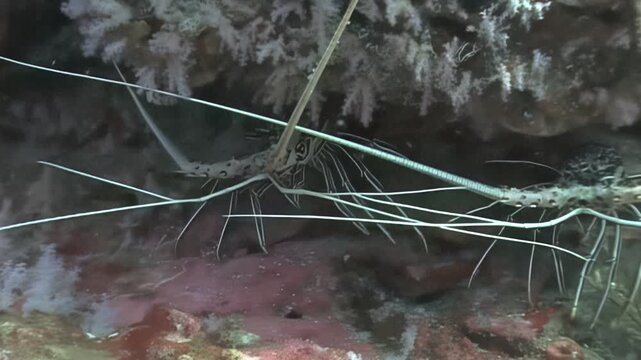 A Spiny Lobster is nestled among coral formations. The crustacean moves slowly, exploring its underwater habitat during the day in the reefs of the Caribbean Sea.