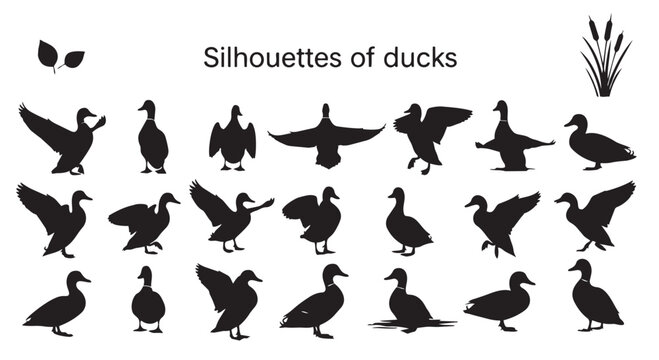 Vector illustration of various duck silhouettes with leaves and cattails on white background