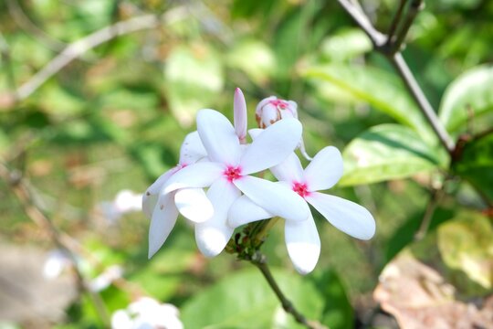 Specimen-grade Kopsia fruticosa showing the opposite leaf arrangement and the terminal clusters of blossoms typical of the Apocynaceae family.