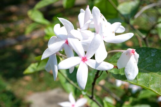 The salverform flower of Kopsia fruticosa, featuring five overlapping pale-pink petals and a contrasting deep crimson-red center.