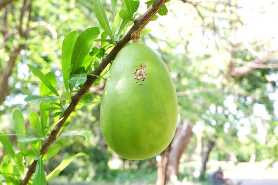 Crescentia alata fruit hanging from the tree.