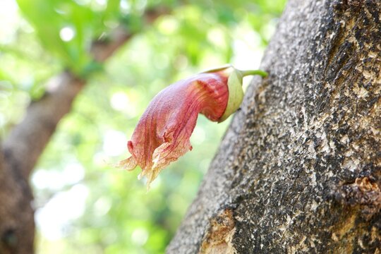The Crescentia alata flower are blooming.