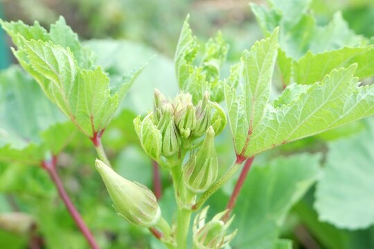 A healthy, vibrant green okra leaf in a tropical organic garden, captured to show the absence of pests like aphids or whiteflies.