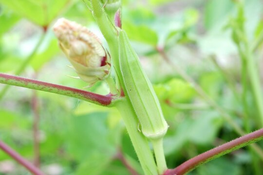 Fresh green okra pods growing on the Abelmoschus esculentus plant.