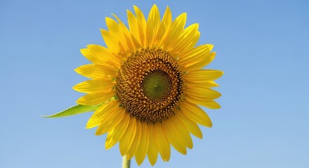 Obraz premium A vibrant sunflower stands tall against a clear blue sky, its bright yellow petals radiating warmth and joy.