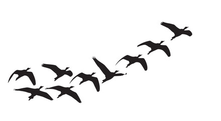 Vector illustration of geese flying in formation on white background © Mofizul