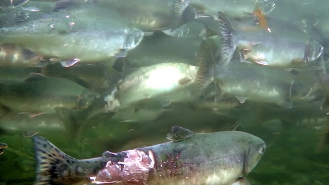 Witness the incredible spectacle of salmon navigating the fresh waters of Alaska. A massive school of salmon journeys upstream during the spawning season.