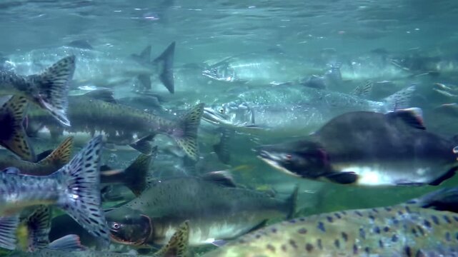 Observe the beautiful Salmon as they journey upstream during their spawning season. The fish swim in large numbers, moving together in the clear waters of the Pacific Northwest River.