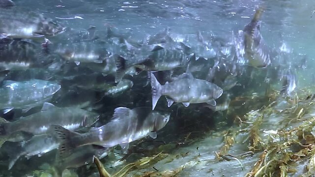In the beautiful freshwater river, a large school of salmon swims gracefully, creating mesmerizing patterns.