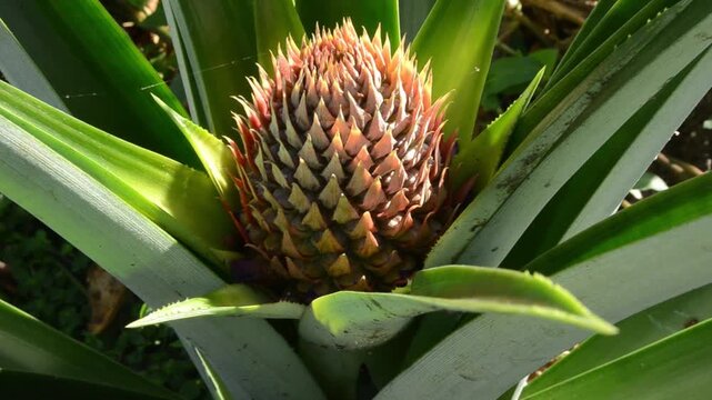 Developing Inflorescence of a Young Pineapple Fruit
