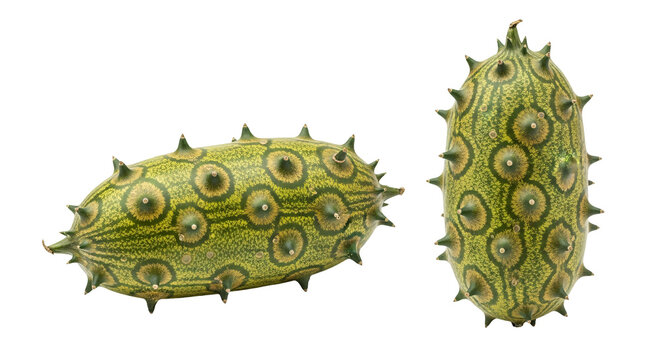 Two prickly pear cactus fruits with spikes and spines.