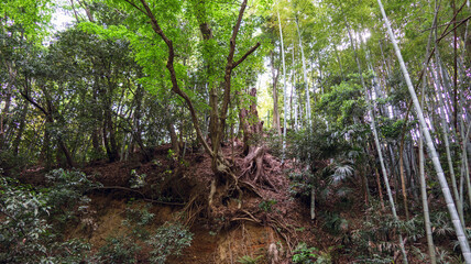 法面と樹木 © VVVF