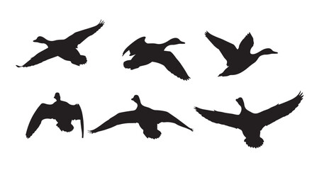 Vector illustration of flying ducks and geese silhouettes in various positions © Mofizul