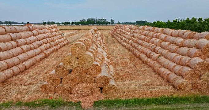 Symmetrical stacks of golden round hay bales in an agricultural field after summer harvest