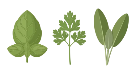 Fresh Green Culinary Herb Set Including Basil Parsley and Sage Leaves. © Tho in your picture