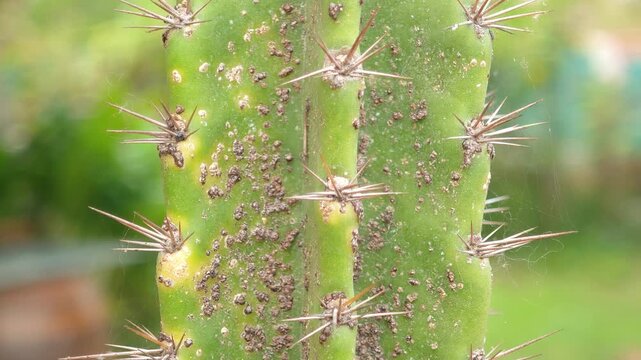 The bitter gourd plant is infected with fungus.