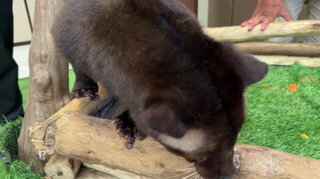 a masked palm civet rests on green turf inside a wooden enclosure as a child and a zoo keeper gently pet its head, showing calm interaction with the shy nocturnal animal. a cute clingy masked palm civ