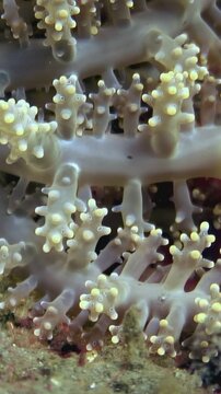 Observe a flourishing Alcyonacea soft coral, an eight-ray coral, in its underwater habitat. This captivating marine life flourishes in the depths of the Philippines.