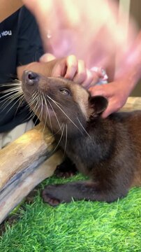a masked palm civet rests on green turf inside a wooden enclosure as a child and a zoo keeper gently pet its head, showing calm interaction with the shy nocturnal animal. a cute clingy masked palm civ