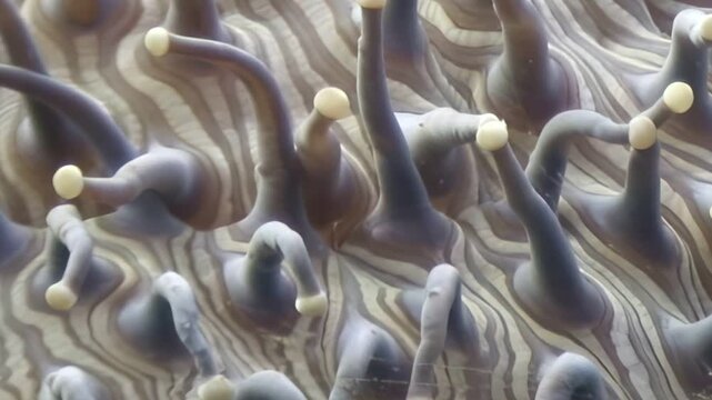 An intimate journey into a plant's epidermal realm, where countless glandular trichomes stand tall, their tips shimmering.
