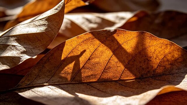 Dry autumn fallen leaves with veins and sunlight